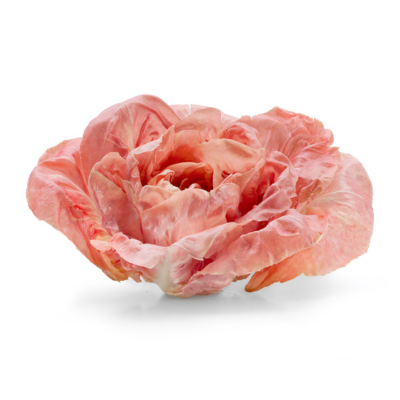 Radicchio Lusia (copia)