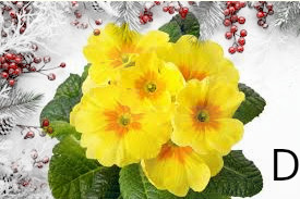 Confezione di Natale - Primula dolce