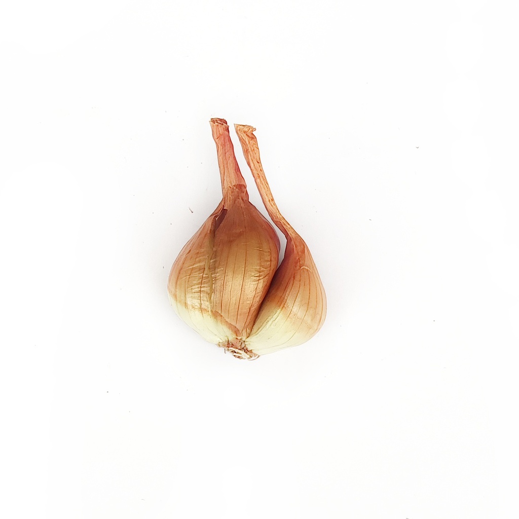 Scalogno