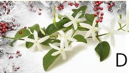 Confezione di Natale - Gelsomino dolce