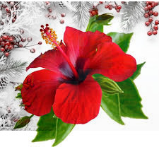 Confezione di Natale - Ibisco