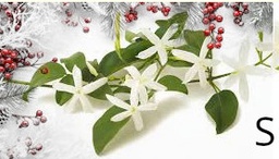 Confezione di Natale - Gelsomino salata