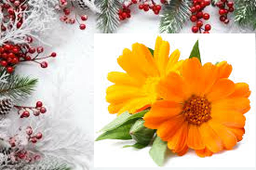 Confezione di Natale - Calendula